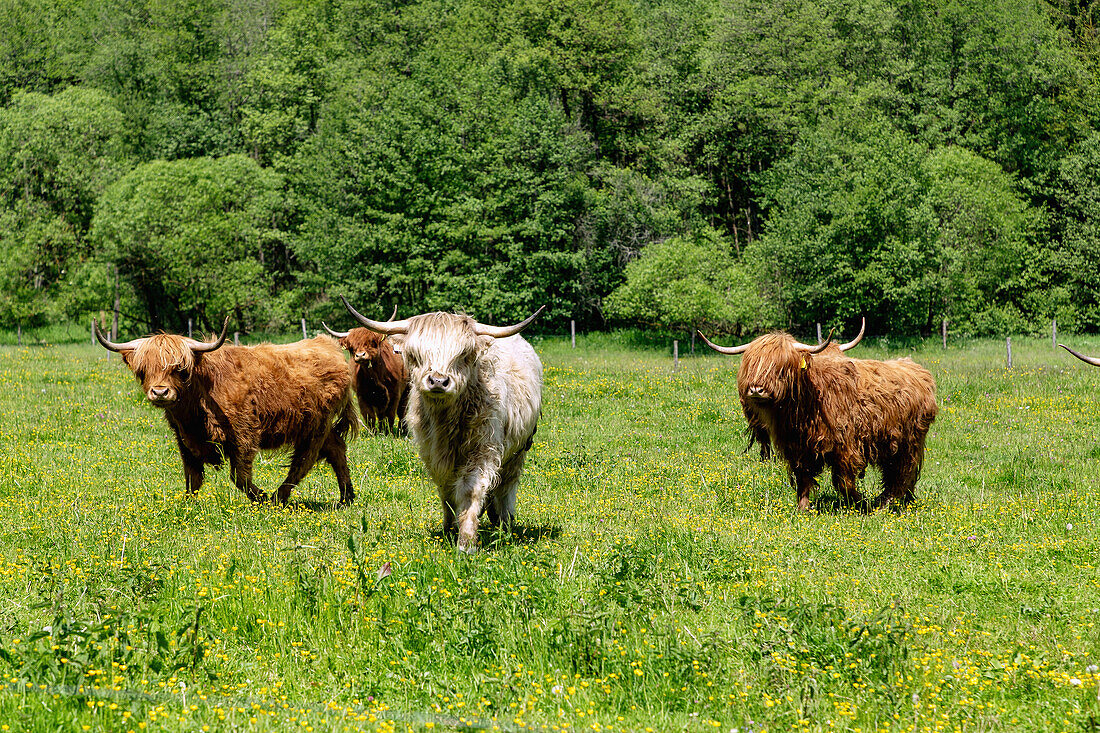 Scottish highland cattle on a pasture near Přídolí in South Bohemia in the Czech Republic