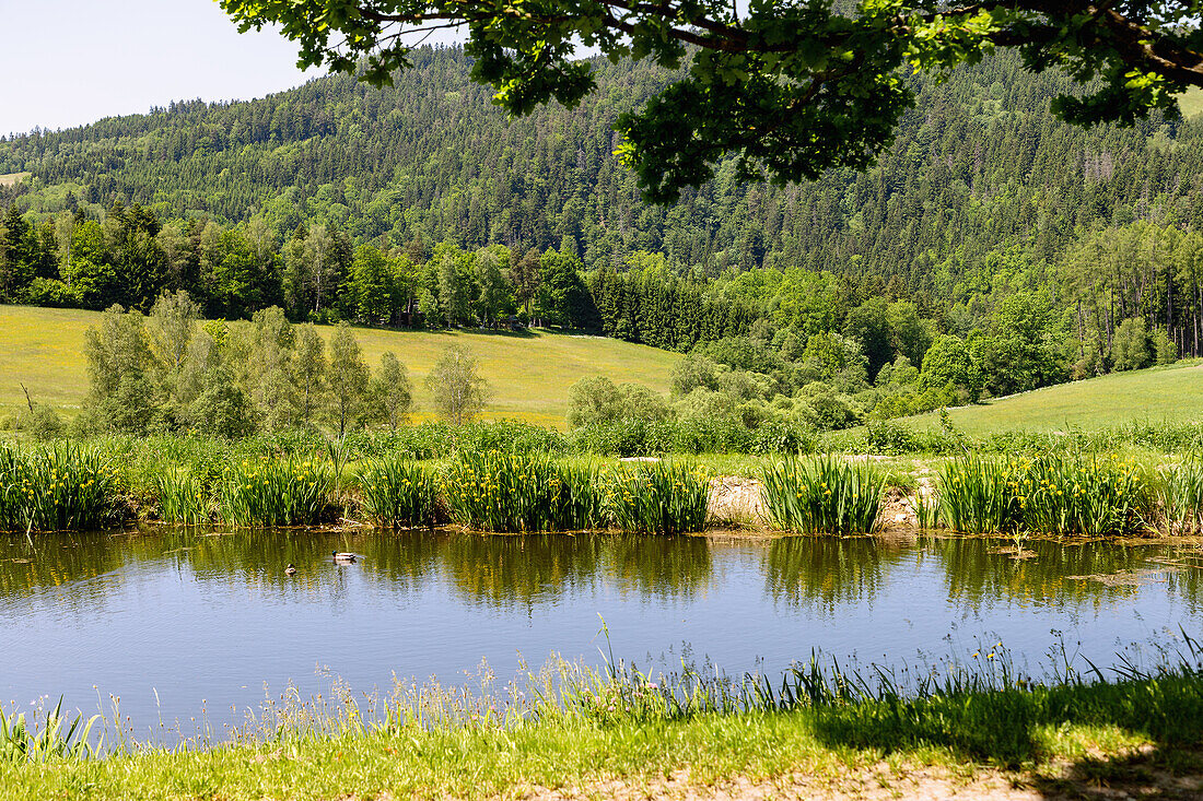 Landscape with a pond and marsh irises near Rožmberk nad Vltavou in the Bohemian Forest in the Moldau Valley in the Czech Republic