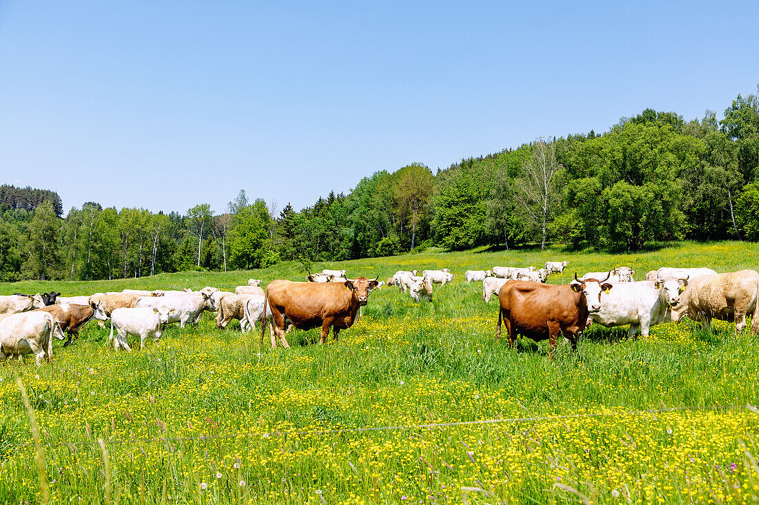 Herd of cows on a blooming flower meadow near Rožmitál na Šumavě in southern Bohemia in the Czech Republic