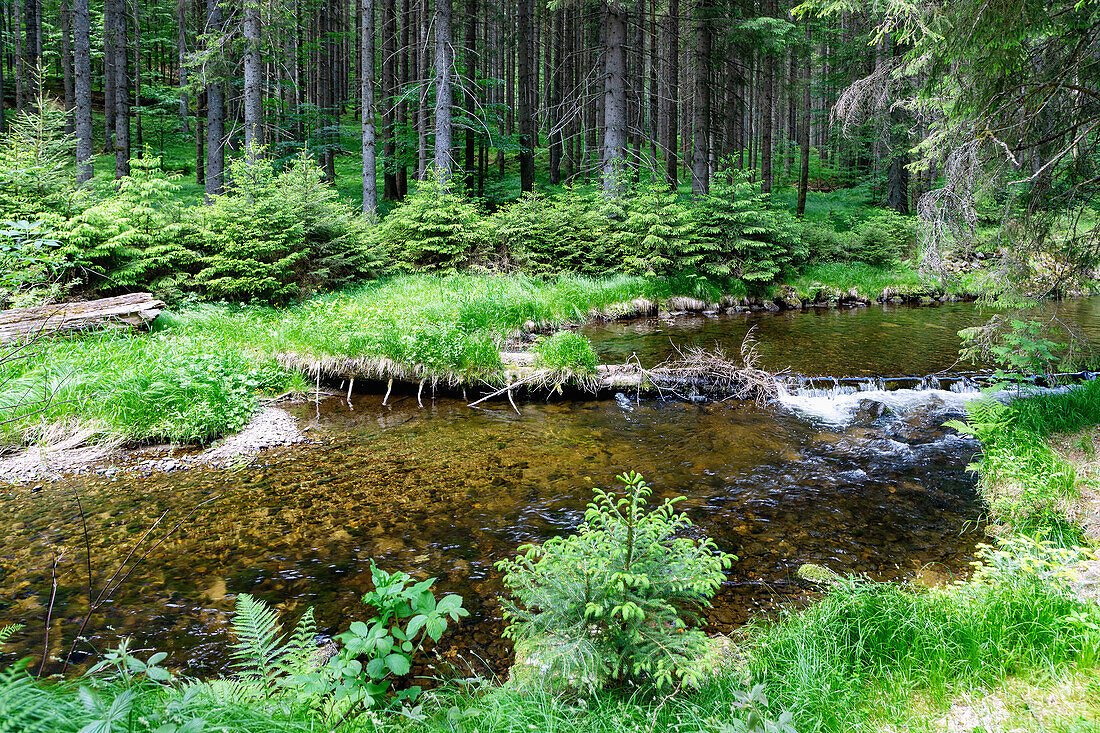 Large Deffernik in the coniferous forest near Bayerisch Eisenstein in the Bavarian Forest in Lower Bavaria, Bavaria, Germany