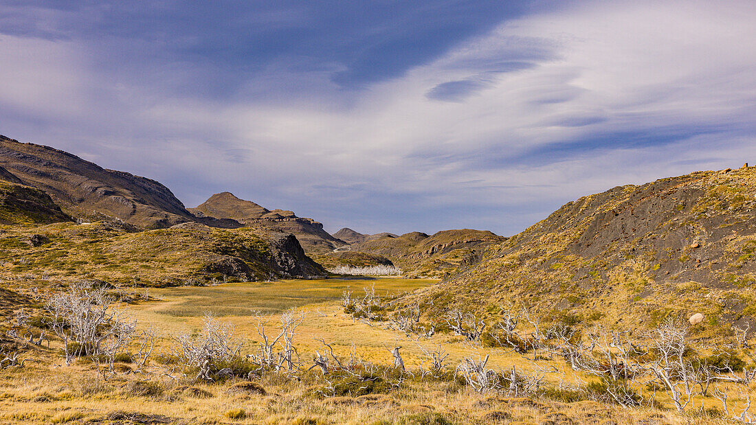 Einsame Natur mit Graslandschaft und abgestorbenen Bäumen und sanften Hügeln im Torres del Paine Nationalpark, Chile, Patagonien