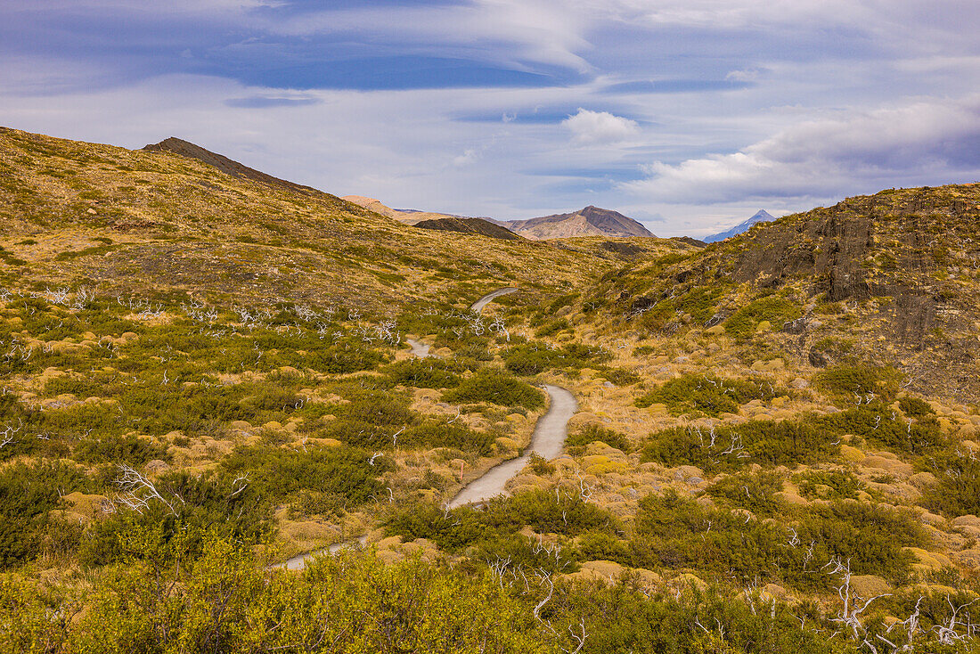 Hiking trail through deserted wilderness with grassy landscape and dead trees, Torres del Paine National Park, Chile, Patagonia, South America