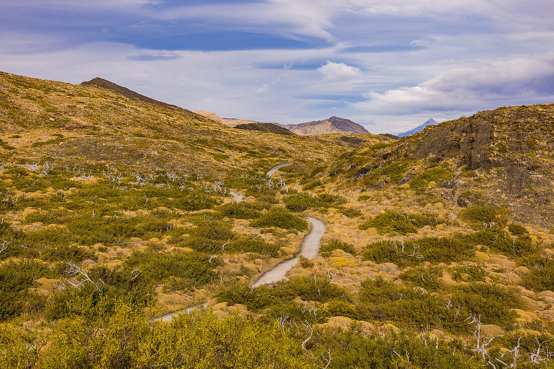 Wanderweg durch einsame Wildnis mit Graslandschaft und abgestorbenen Bäumen, Nationalpark Torres del Paine, Chile, Patagonien, Südamerika