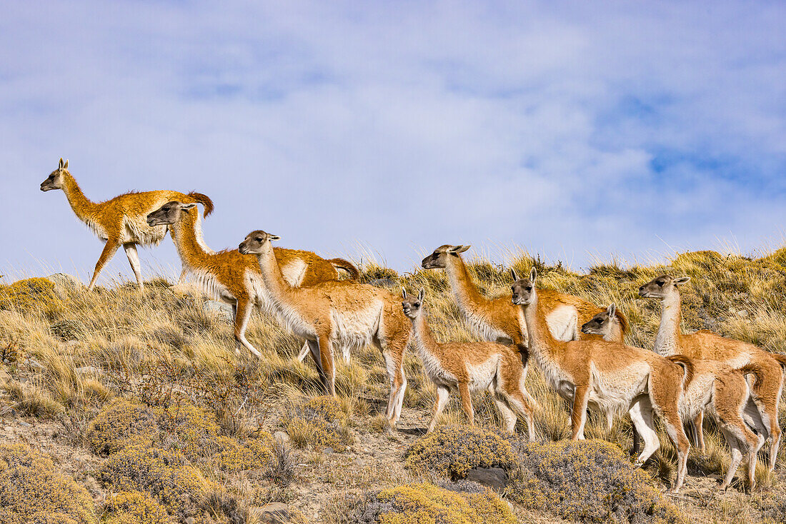 A herd of guanacos moves across a hill in the grassy landscape of Torres del Paine National Park, Chile, Patagonia, South America