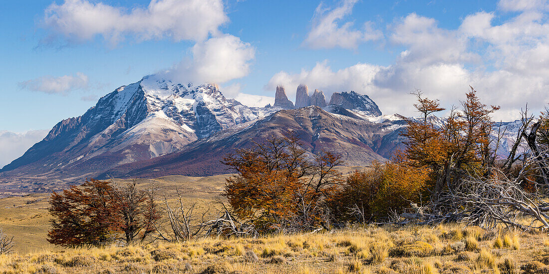 Panorama mit dem Torres del Paine Massiv und herbstlichen Bäumen im Vordergrund, Chile, Patagonien, Südamerika