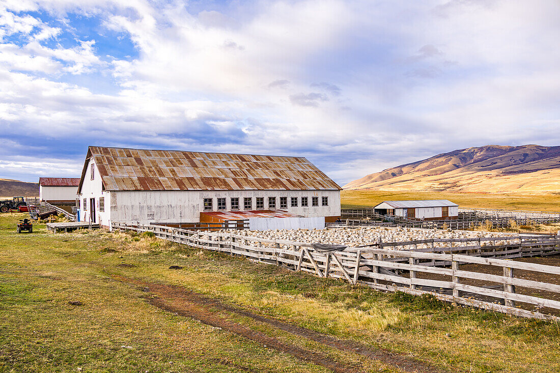 Eine Farm mit vielen Schafen in einer eingezäunten Weide die auf die Schur warten, Chile, Patagonien, Südamerika
