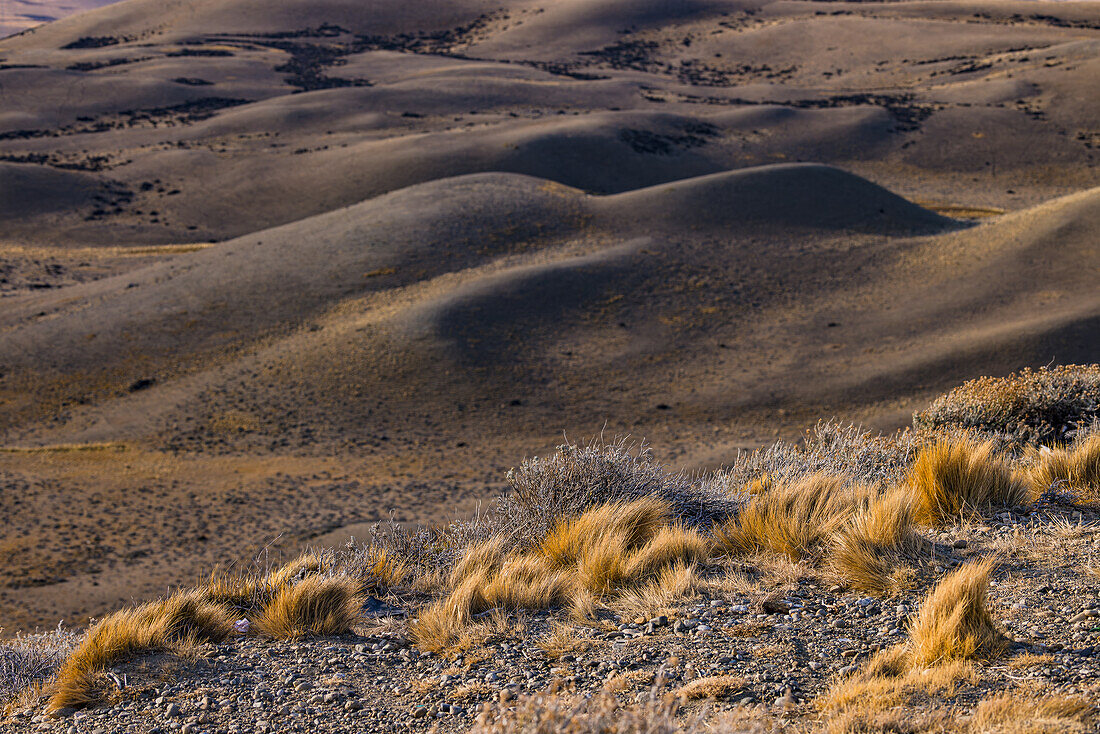 Trockenes gelbes Gras freigestellt vor sanften braunen Hügeln in der Pampa von Argentinien, Patagonien, Südamerika