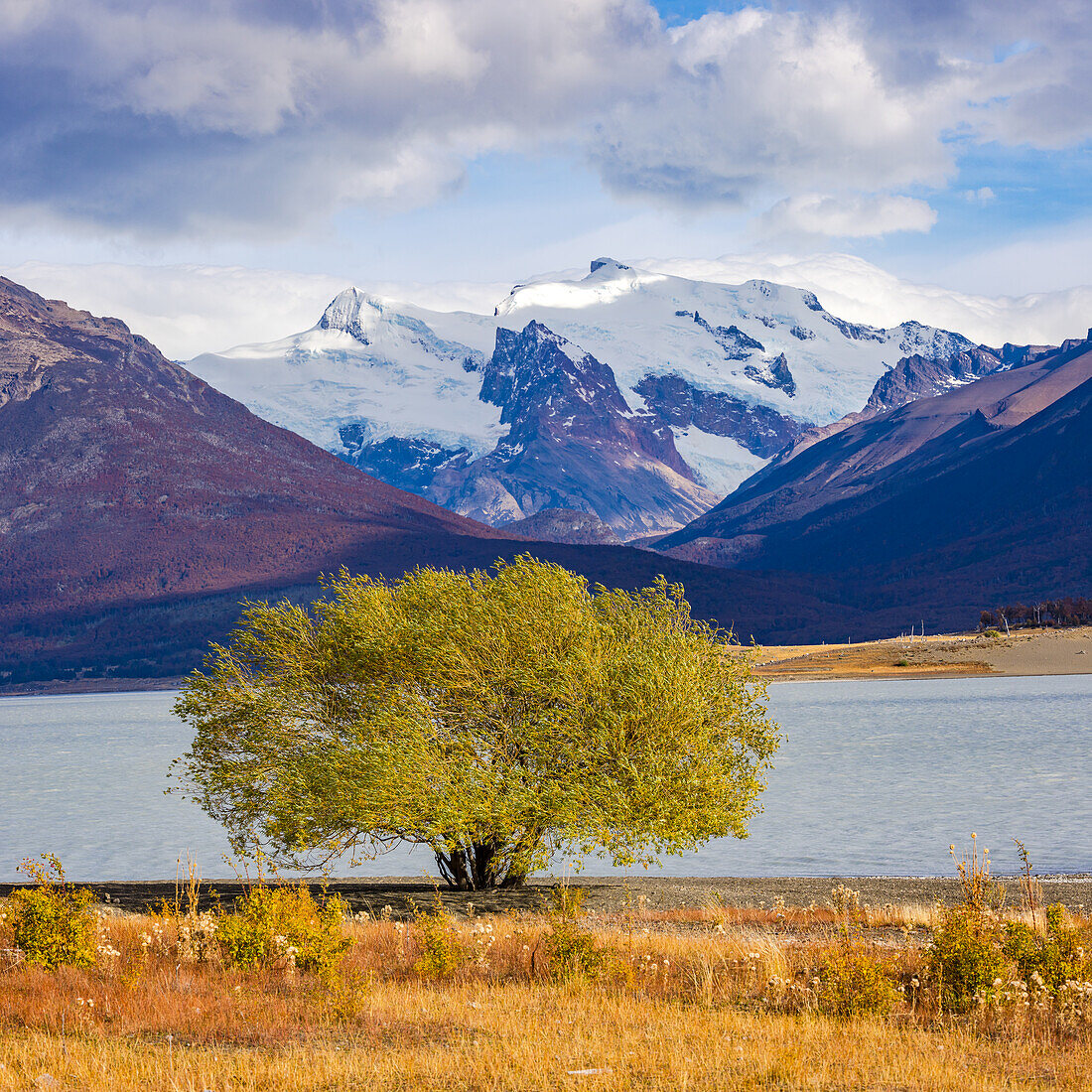 Markanter grüner Baum am Ufer des Lago Argentino vor markanten Schneebergen der Anden, Argentinien, Patagonien, Südamerika