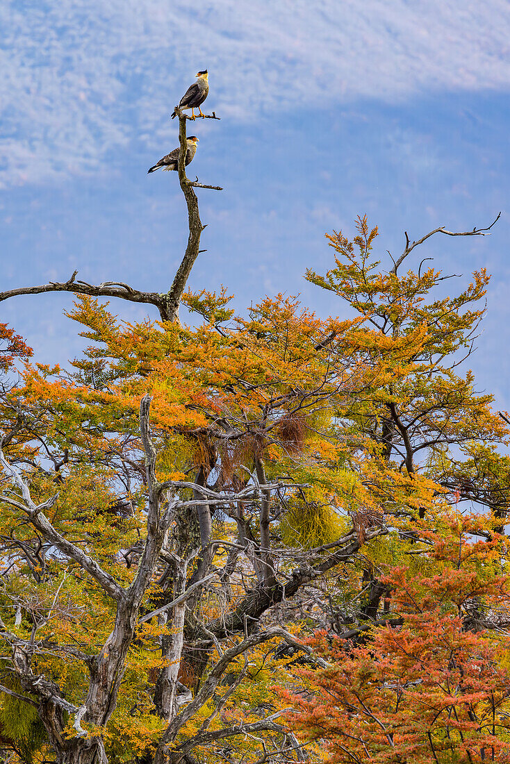Zwei Karakaras sitzen markant auf einem herbstlich gefärbten Baum in der Weite der Landschaft in Patagonien, Argentinien, Südamerika