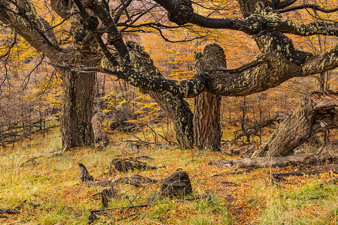 Markante Bäume im herbstlich bunten Laubwald bei El Chalten in Argentinien, Patagonien, Südamerika