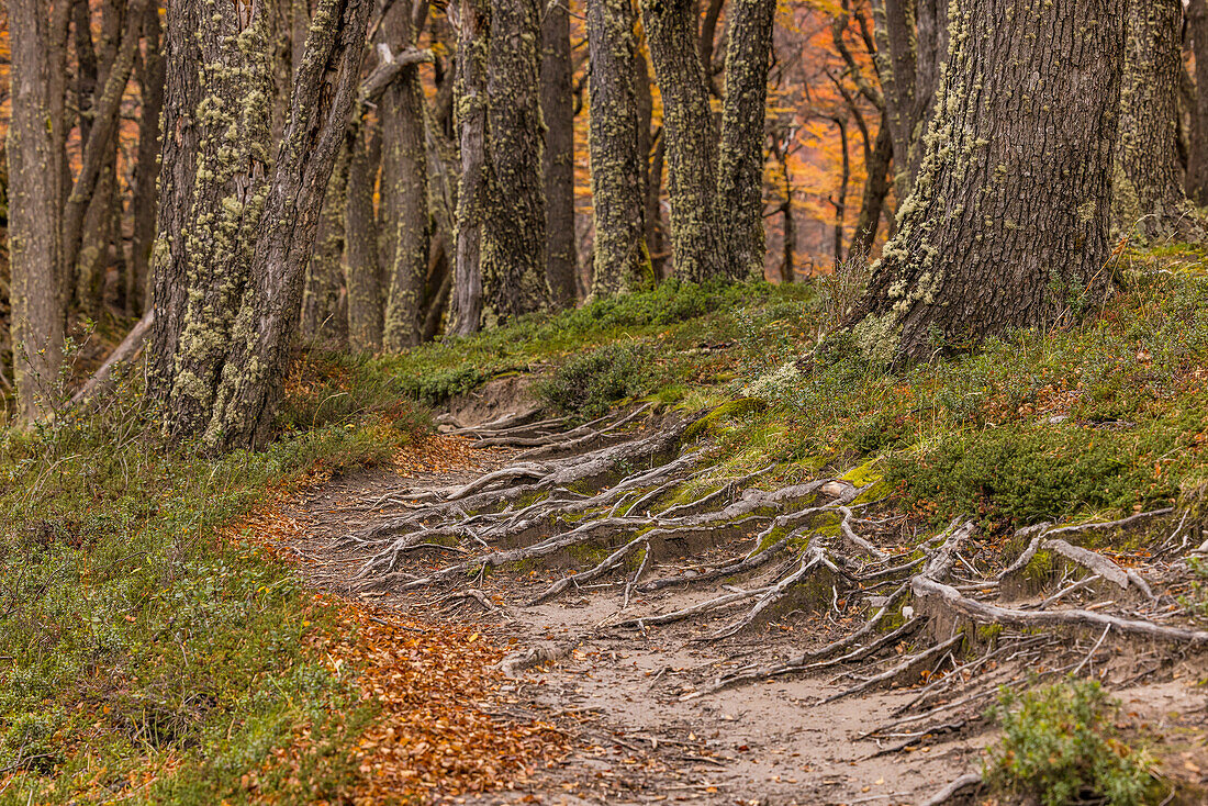 Roots on a hiking trail through an autumn forest in Los Glaciares National Park in southern Argentina, Patagonia