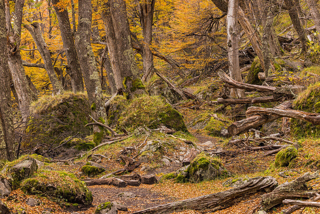 Märchenhafte Landschaft mit herbstlichen Wald und Felsen im Los Glaciares Nationalpark in Argentinien, Patagonien