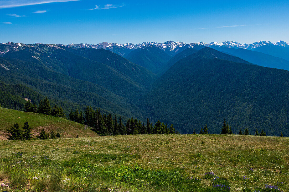 Vegetation und Ausblicke entlang des Hurricane Ridge Trail, Olympic National Park, Washington, USA