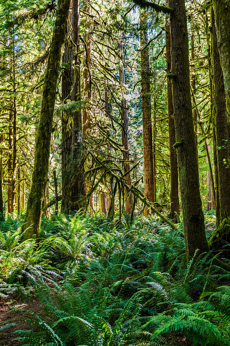 Dichter Regenwald entlang des Marymere Falls Trail, Olympic National Park, Washington, USA