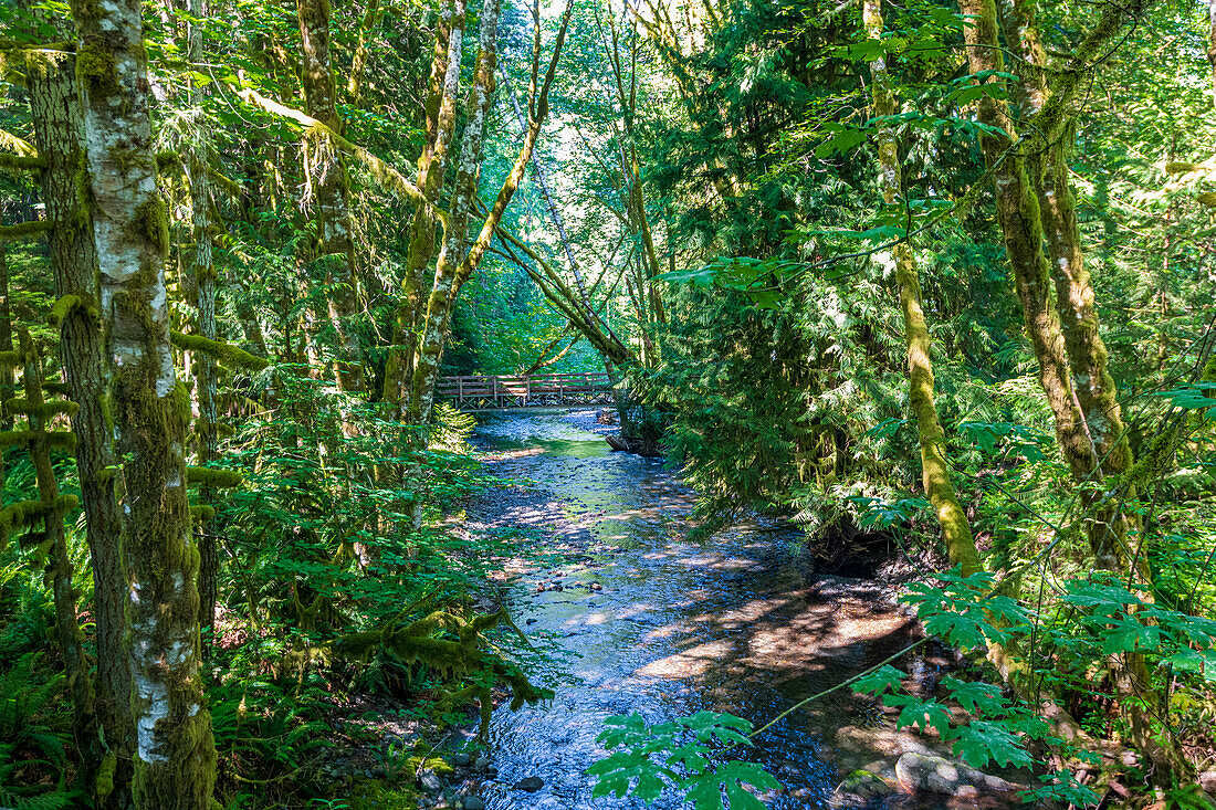 Bach im Regenwald entlang des Marymere Falls Trail, Olympic National Park, Washington, USA