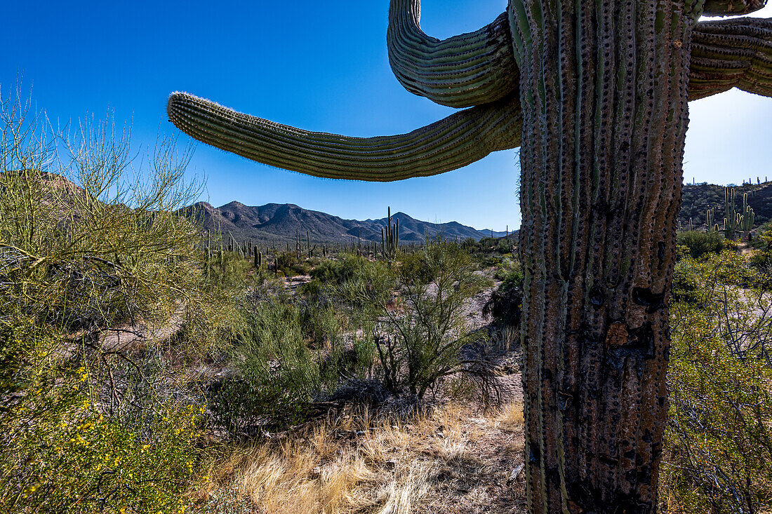 Saguaro-Kaktus (Carnegiea gigantea) in der Wüste, im Saguaro-Nationalpark, Arizona, USA