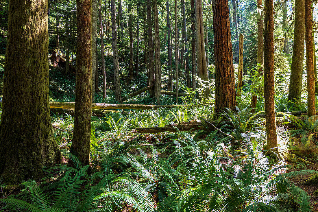 Old world forests with rivers and falls along the Merrymere Trail in Olympic National Park