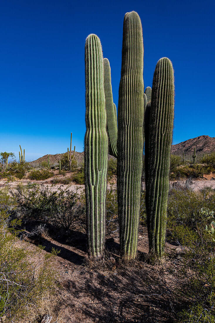 Beautiful Saguaro Cactus against the brilliant blue sky in Saguaro National Park