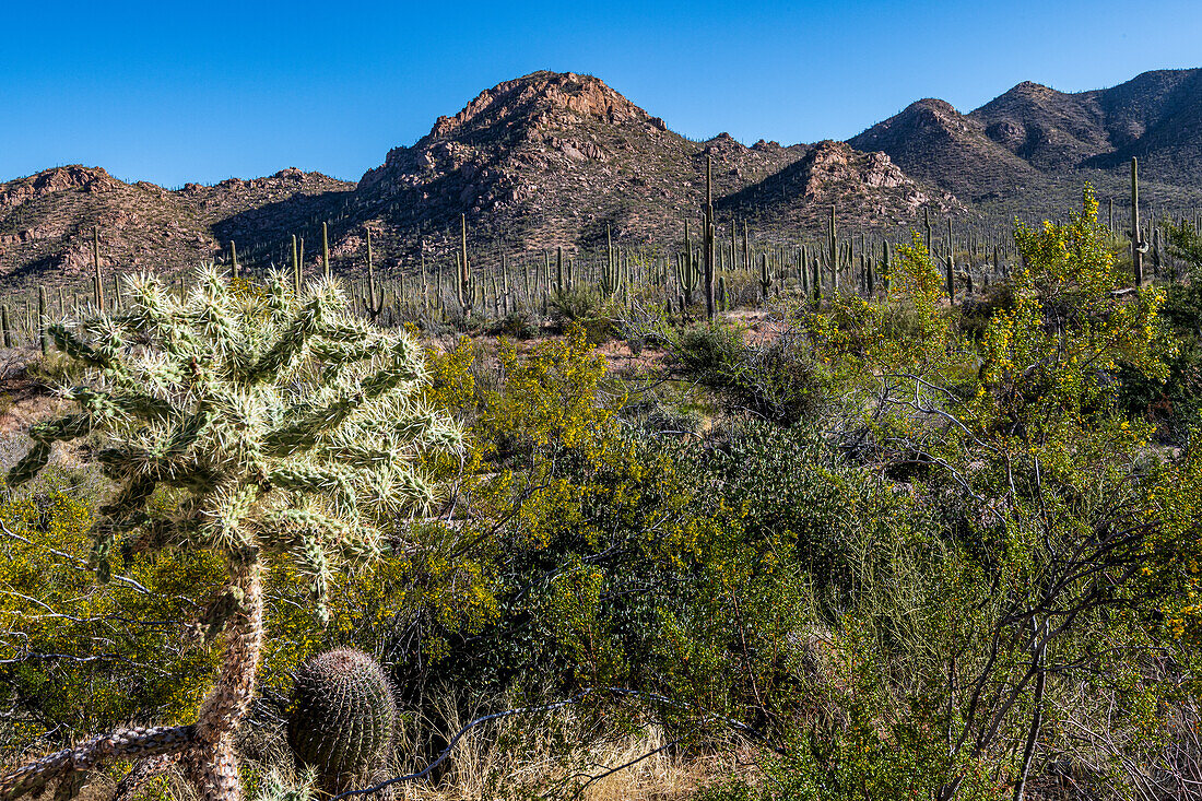 Blühender Saguaro-Kaktus (Carnegiea gigantea) in der Wüste, im Saguaro-Nationalpark, Arizona, USA
