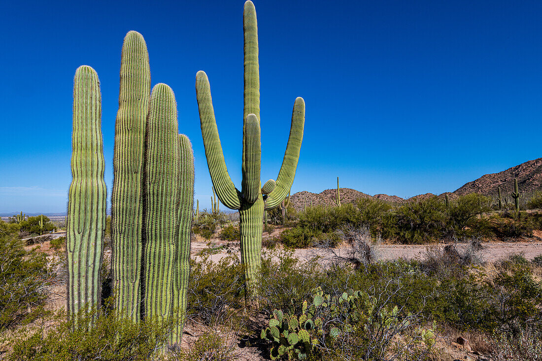 Beautiful Saguaro Cactus against the brilliant blue sky in Saguaro National Park