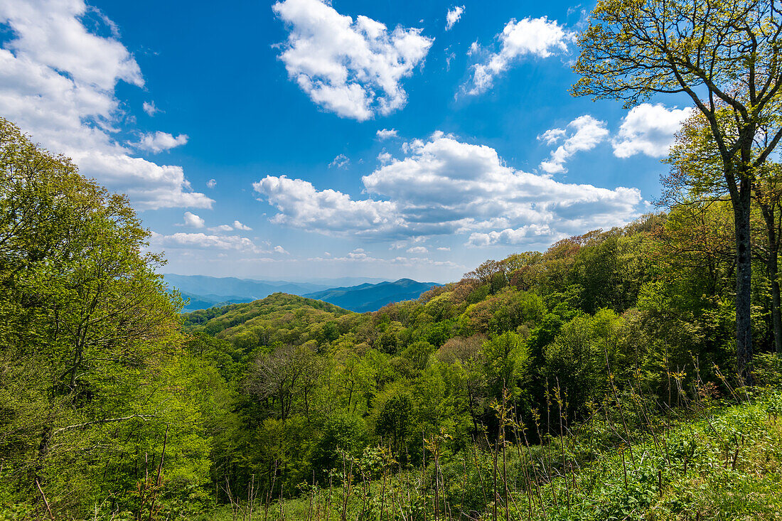 Mit Blick auf die Great Smoky Mountains von der neuen Found Gap Road, Great Smoky Mountains National Park, Appalachen, Tennessee, USA