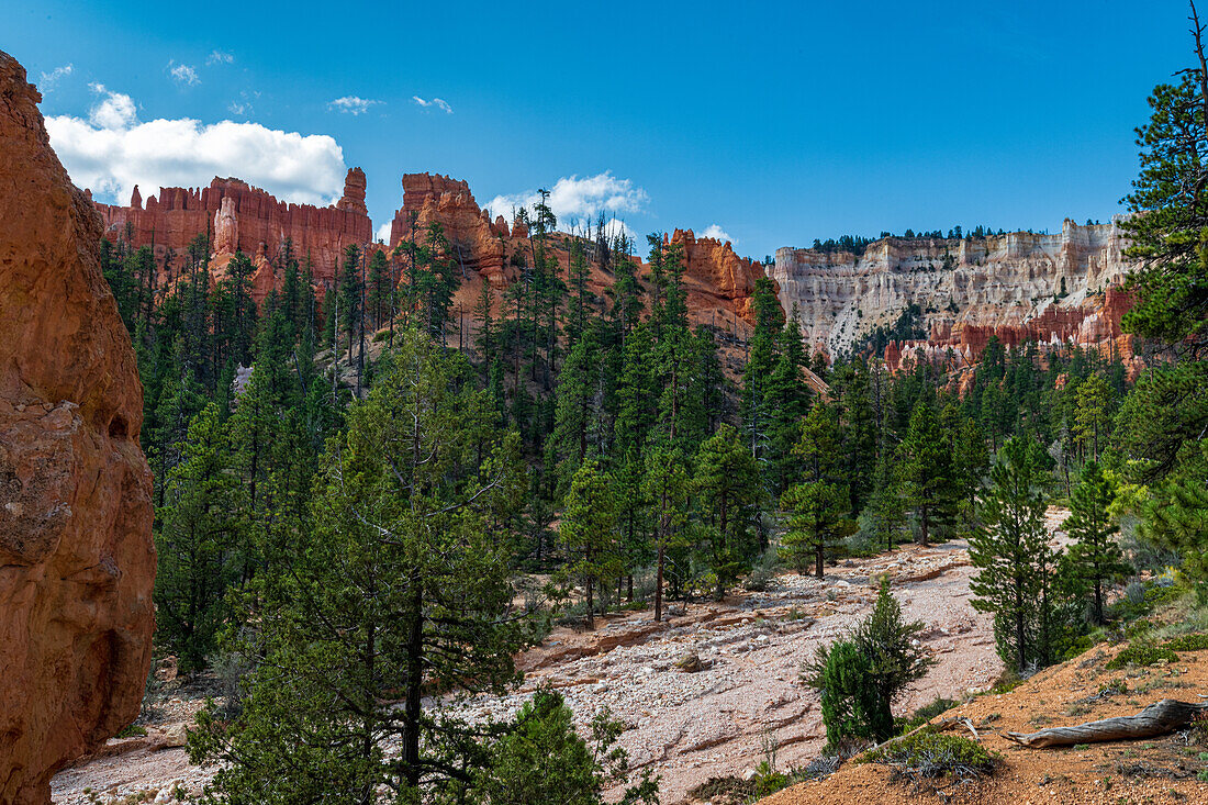 Hoodoo Felsnadeln im Bryce Canyon Amphitheater, Bryce Canyon National Park, Utah, USA