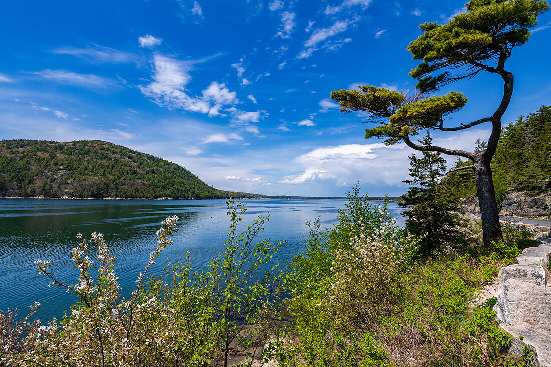 Blick nach Norden auf den Fjord 'Somes Sound', Acadia-Nationalpark, New England, Maine, USA