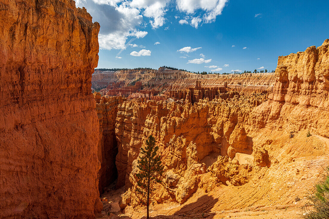 Hiking through the Bryce Canyon Ampitheater reveals many HooDoo's and other beautiful sites