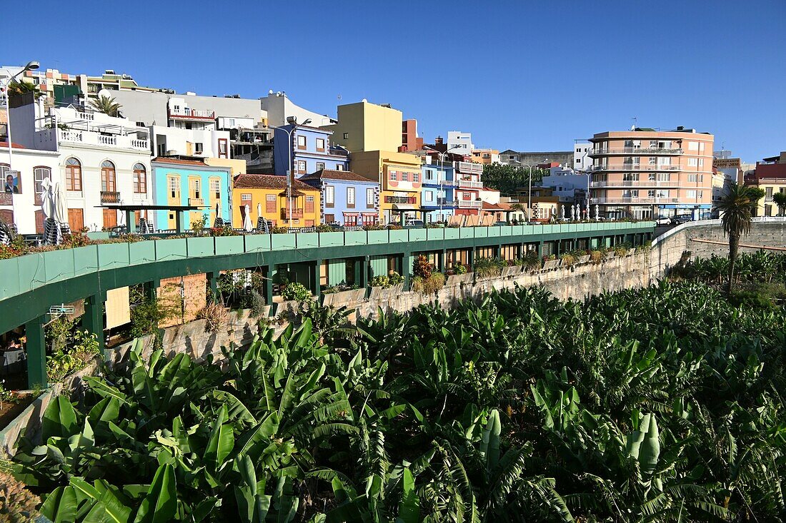 Bananenfeld mitten in Tazacorte, Westküste, La Palma, Kanarische Inseln, Spanien