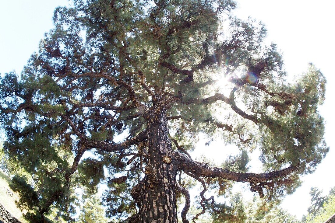 Riesenpinie (Pinus) bei Fuencaliente, Südküste, La Palma, Kanarische Inseln, Spanien