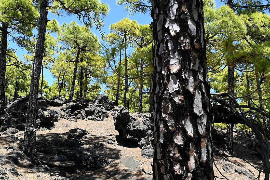 burnt pine on Ruta de los Vulcanes hiking trail above Fuencaliente, South Coast, La Palma, Canary Islands, Spain