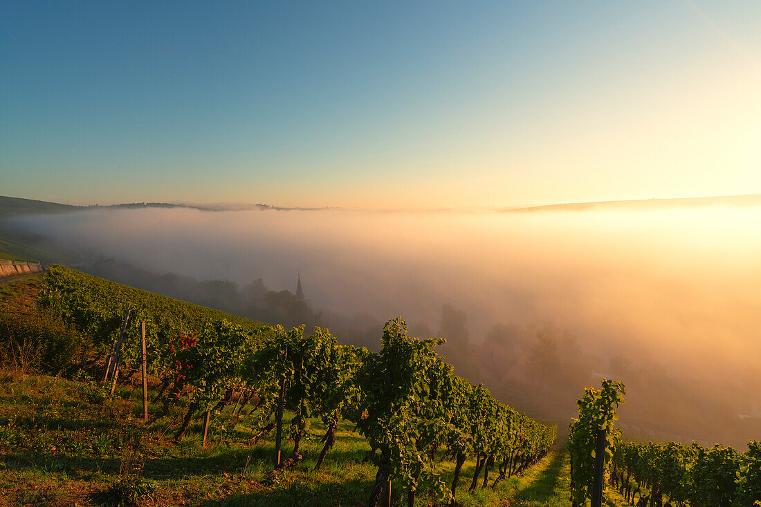 Sunrise in the fog over the vineyards at the Volkacher Mainschleife near Koehler in autumn, city of Volkach, district of Kitzingen, Unterfranken, Bavaria, Germany