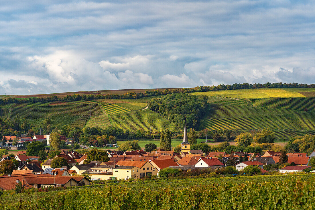View of Fahr am Main from the Volkacher Ratsherr vineyard, Kitzingen district, Lower Franconia, Bavaria, Germany
