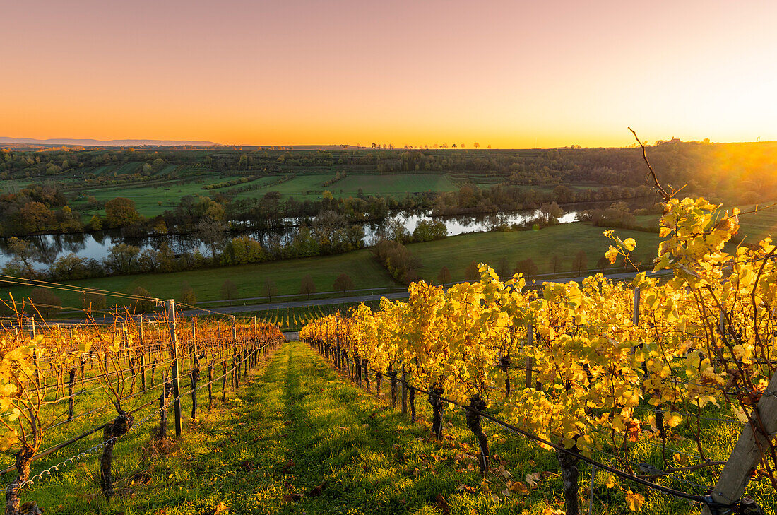 Sonnenuntergang über der Weinlage Volkacher Ratsherr zwischen Fahr am Main und Volkach an der Volkacher Mainschleife, Landkreis Kitzingen, Unterfanken, Bayern, Deutschland