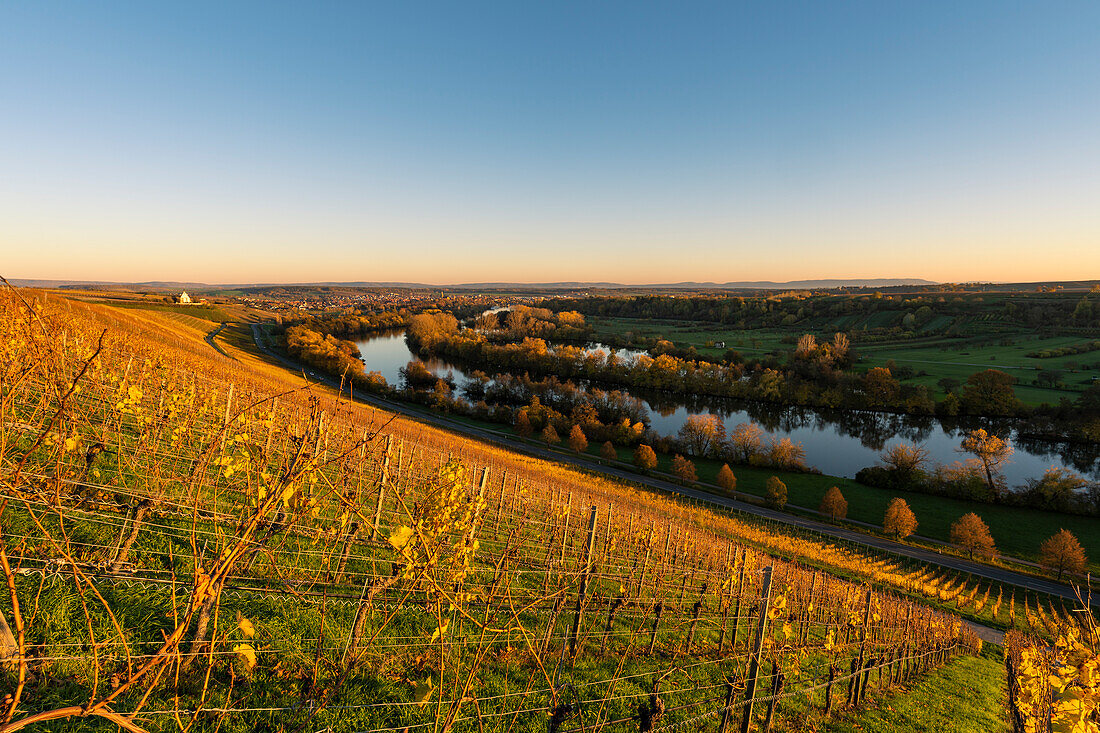 Sunset over the Volkacher Ratsherr vineyard between Fahr am Main and Volkach on the Volkacher Mainschleife, Kitzingen district, Unterfranken, Bavaria, Germany