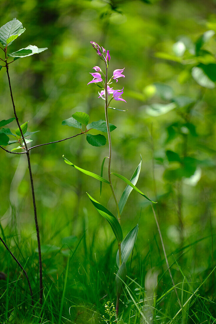 Rotes Waldvöglein, Purpur-Waldvöglein, Cephalanthera rubra