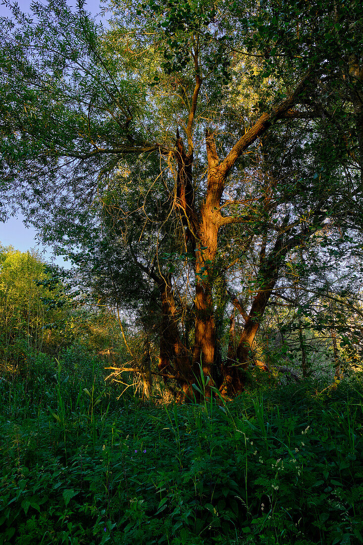 Sonnenuntergang im Vogelschutzgebiet NSG Garstadt bei Heidenfeld im Landkreis Schweinfurt, Unterfranken, Bayern, Deutschland