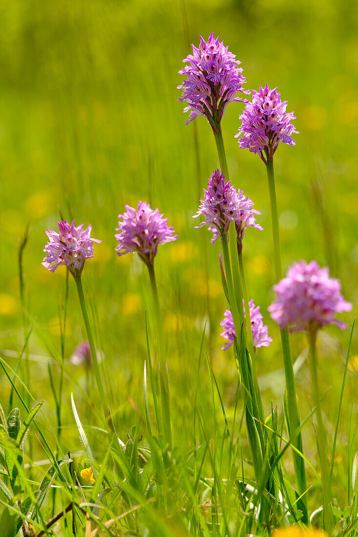 Trident orchid, Neotinea tridentata