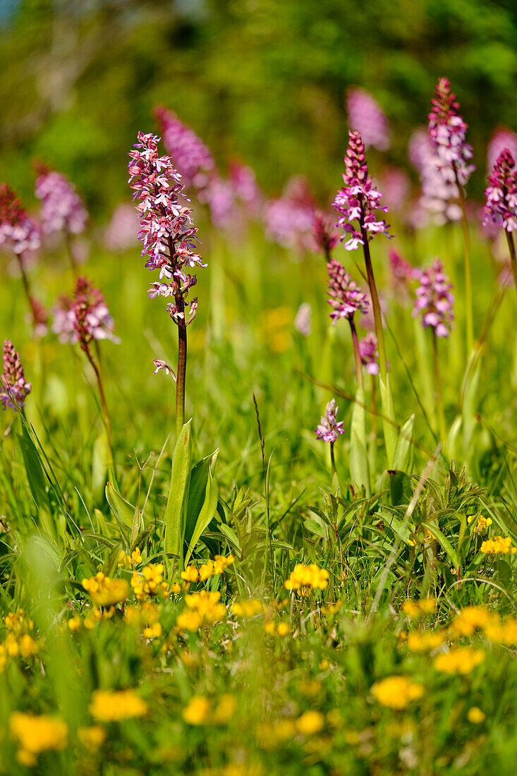 Purpur-Knabenkraut, Orchis purpurea