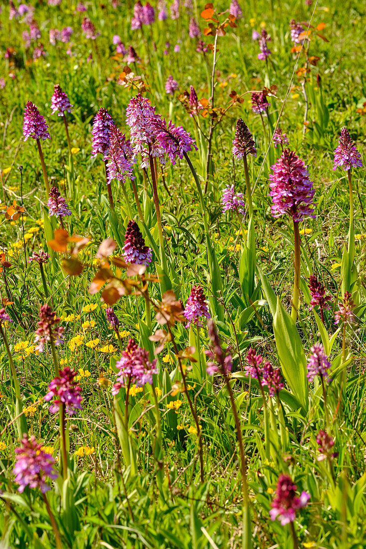 Purpur-Knabenkraut, Orchis purpurea