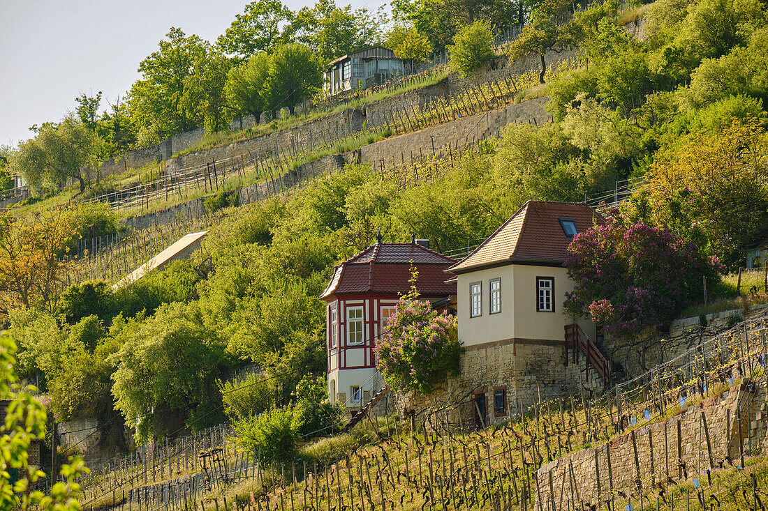 Der Schweigenberg - ein einmaliger Weinberg bei Freyburg/Unstrut, Burgenlandkreis, Sachsen-Anhalt, Deutschland