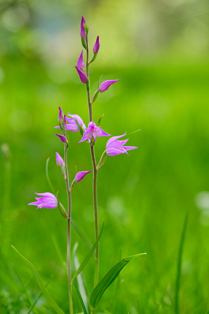 Rotes Waldvöglein, Purpur-Waldvöglein, Cephalanthera rubra