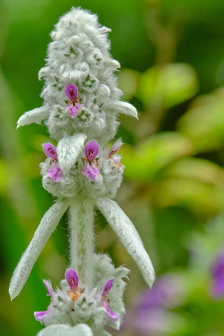 Wollziest, Stachys byzantina