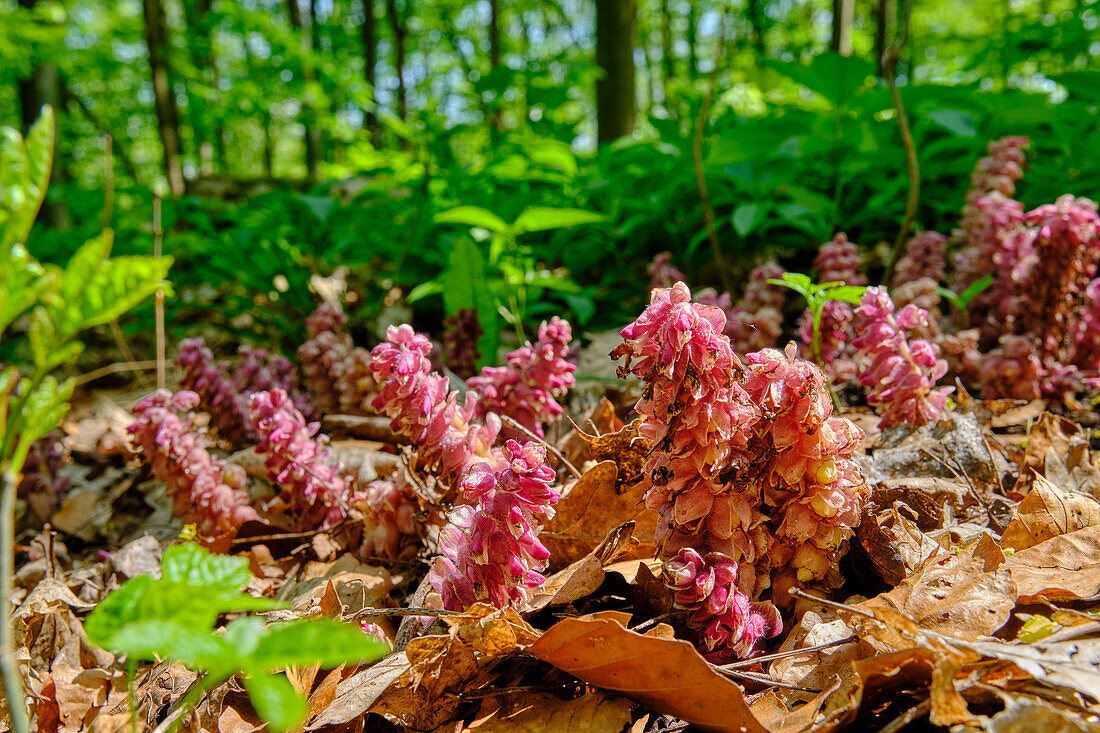 Spruce Asparagus, Monotropa hypopitys