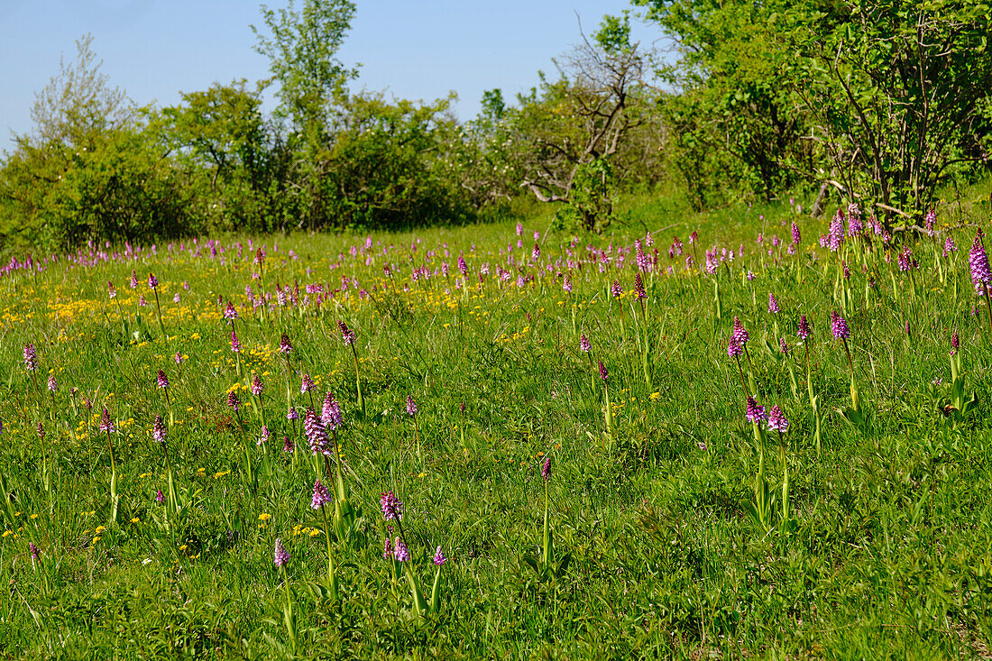 Orchideen im Halbtrockenrasen des Naturschutzgebiet Tote Täler auf dem Rödel bei Balgstädt und Großwilsdorf, Naturpark Saale-Unstrut-Triasland, Burgenlandkreis, Sachsen-Anhalt, Deutschland