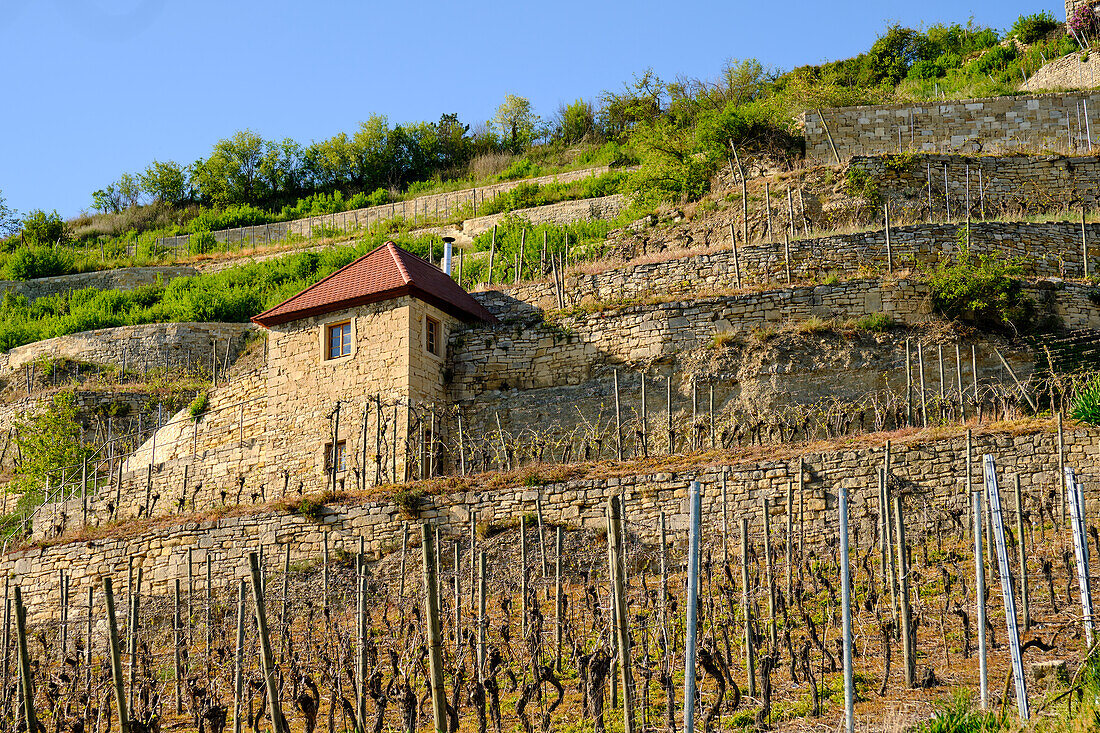 The Schweigenberg - a unique vineyard near Freyburg/Unstrut, Burgenlandkreis, Saxony-Anhalt, Germany