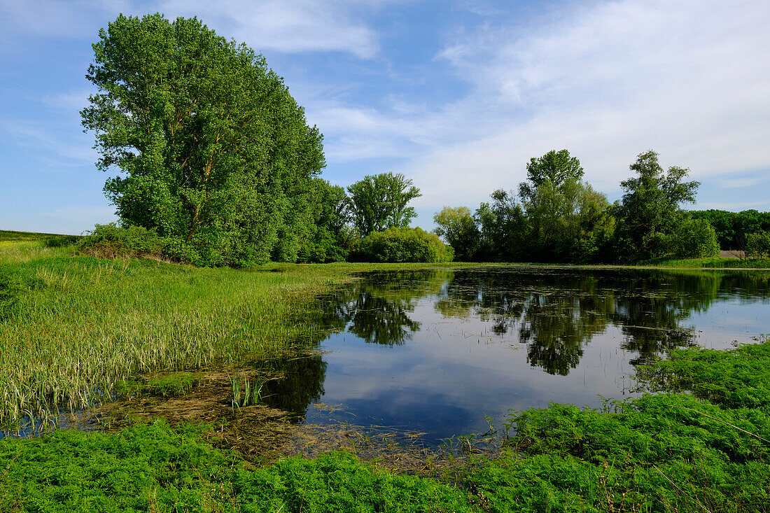 Kleine Seen in der Nähe des Bürgleinsees bei Grettstadt, Landkreis Schweinfurt, Unterfranken, Franken, Bayern, Deutschland