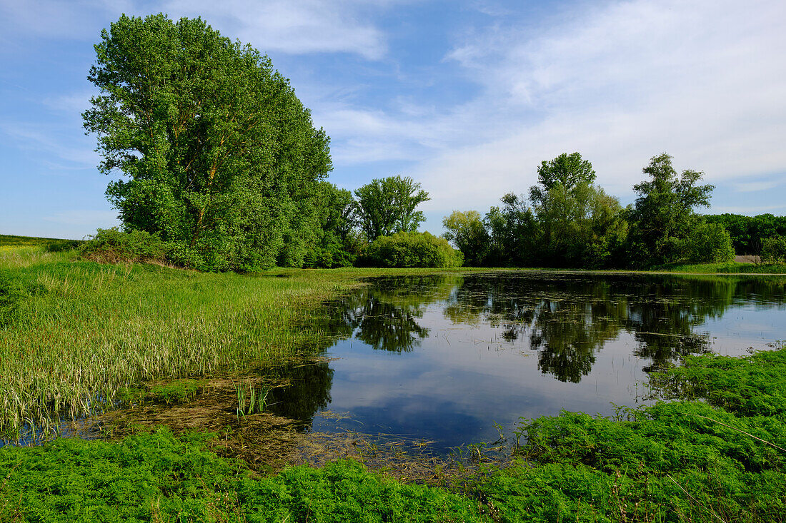 Small lakes near the Bürgleinssee near Grettstadt, Schweinfurt District, Lower Franconia, Franconia, Bavaria, Germany