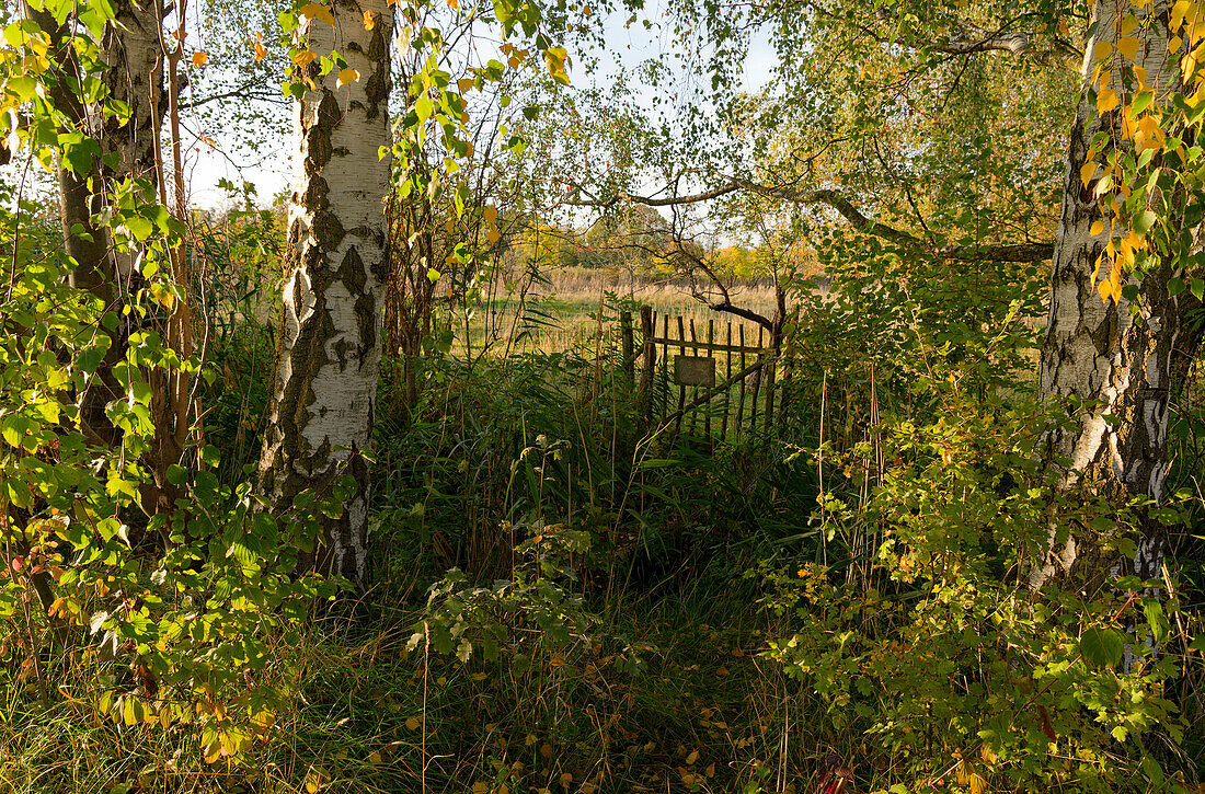 Haselbacher Teiche nature reserve near Haselbach, Altenburger Land district, Thuringia, Germany