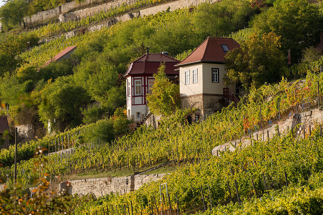 The Schweigenberg - a unique vineyard near Freyburg/Unstrut, Burgenlandkreis, Saxony-Anhalt, Germany